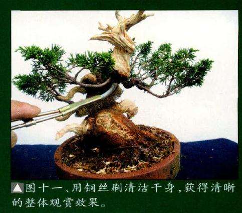 用铜丝刷清洁盆景干身