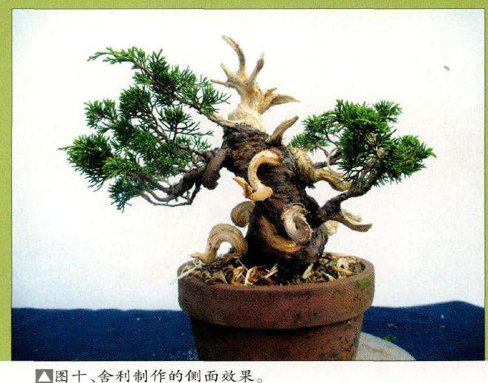 盆景舍利干制作的侧面效果