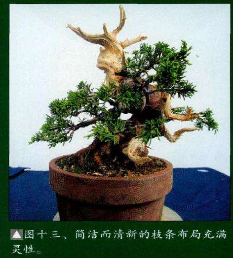 盆景枝条布局充满灵性