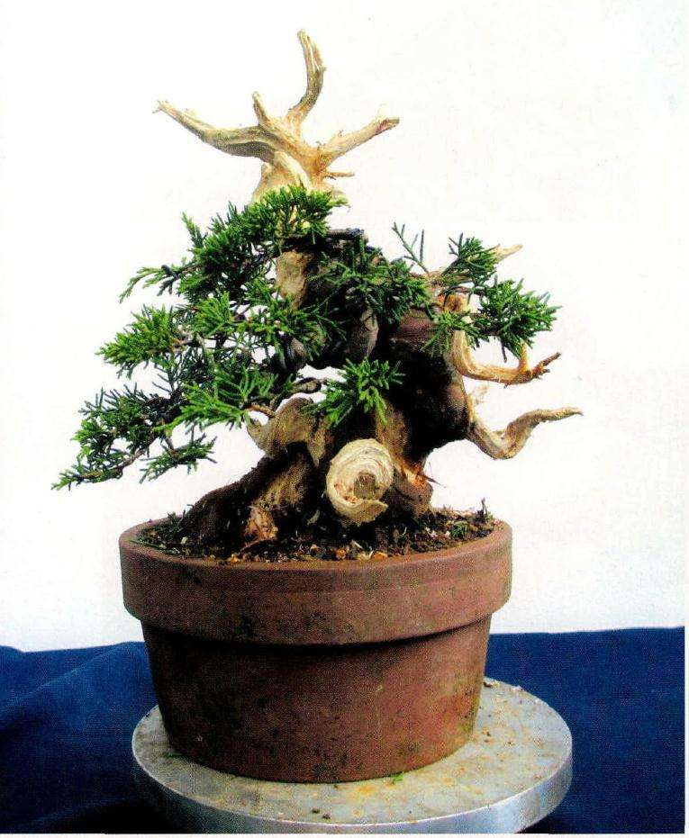 最终的盆景整型效果