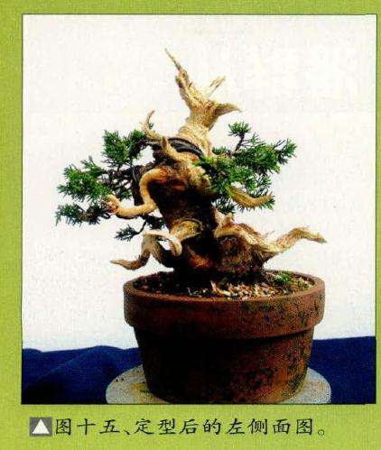 盆景定型后的左侧面图