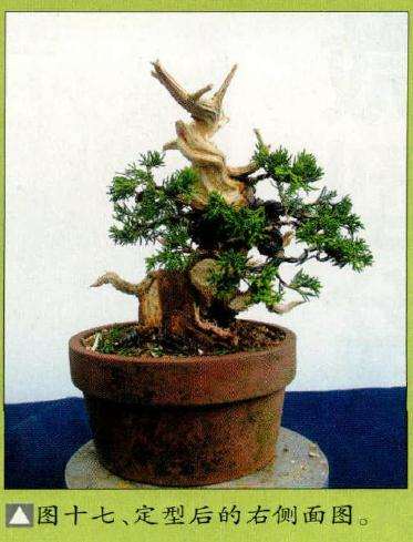 盆景定型后的右侧面图