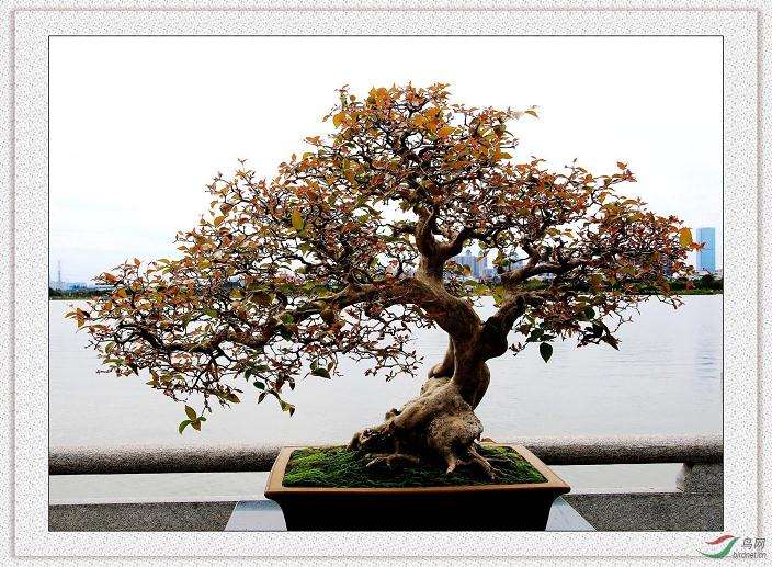 天时地利人怎么促进岭南盆景的发展