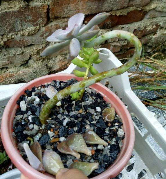 紫乐多肉度过冬季 熬过了夏季 图片