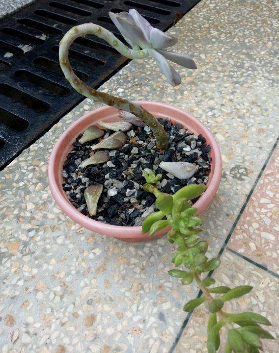 紫乐多肉度过冬季 熬过了夏季 图片