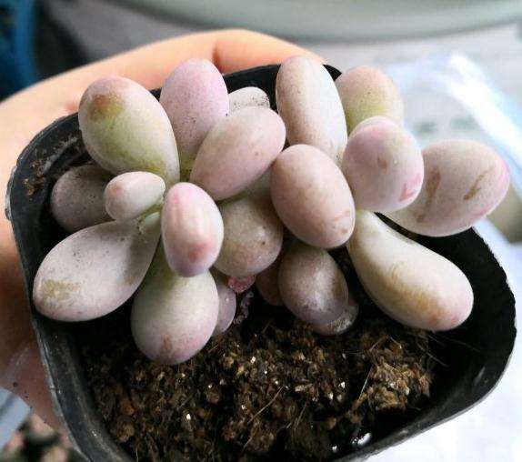 在北京花市购买的多肉