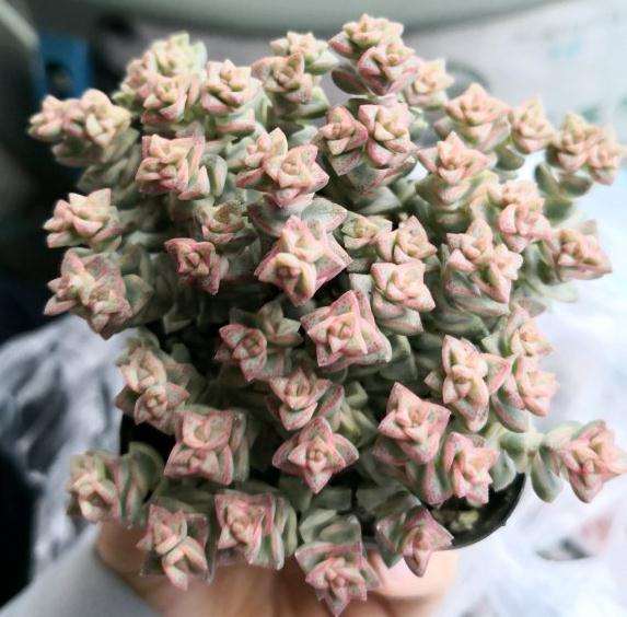 在北京花市购买的多肉