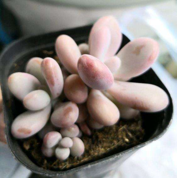 在北京花市购买的多肉