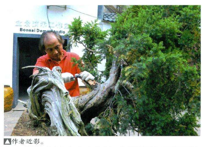 图解 刺柏桩材盆景怎么造型的7个过程