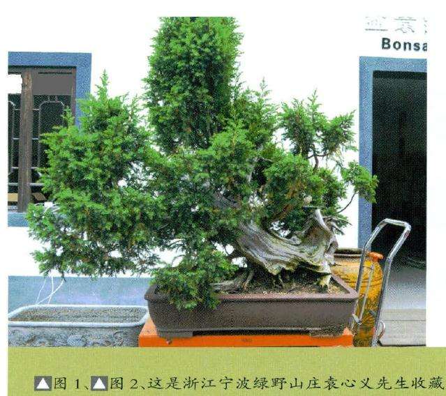 该盆景桩材根基部、主干经过雕刻处理