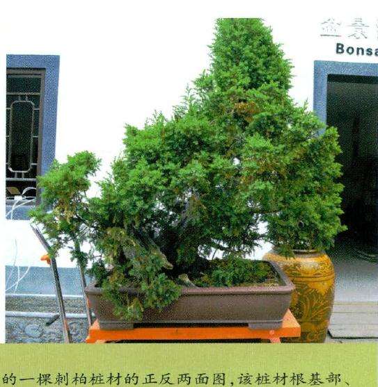 该盆景桩材根基部、主干经过雕刻处理