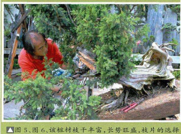 该桩材枝干丰富,长势旺盛