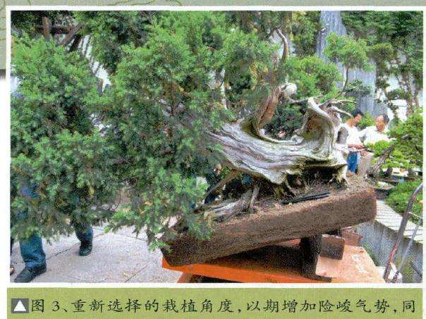重新选择盆景的栽植角度