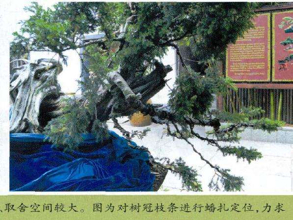 该桩材枝干丰富,长势旺盛