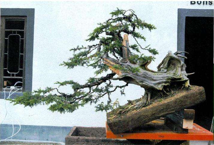 盆景初步完成蟠扎后的效果图