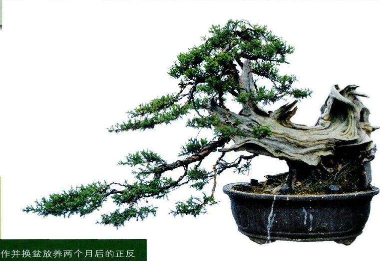 盆景完成制作并换盆放养