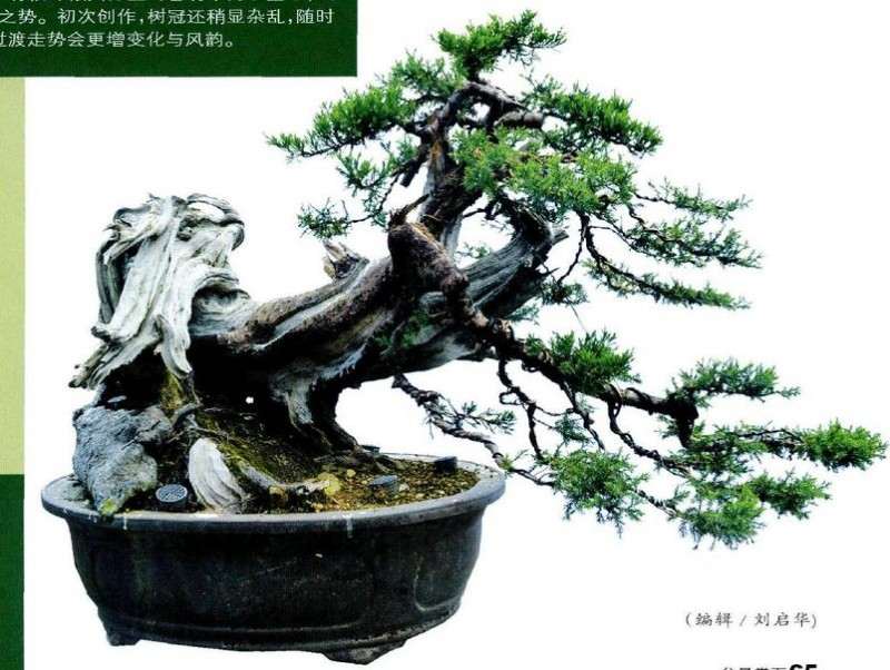 盆景完成制作并换盆放养