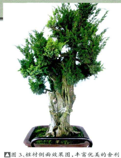 盆景桩材侧面效果图