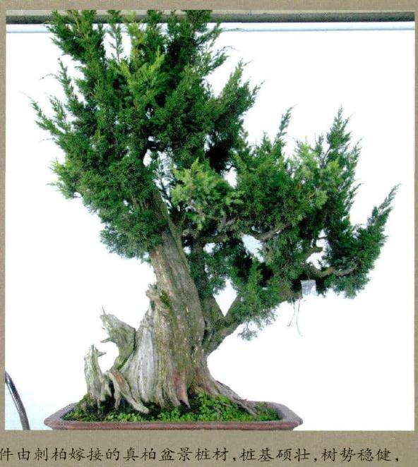 盆景桩基硕壮