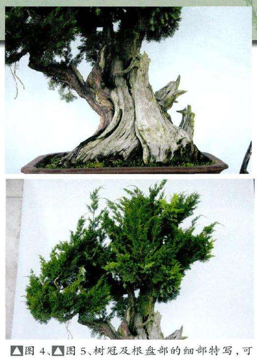 盆景树冠及根盘部的细部特写