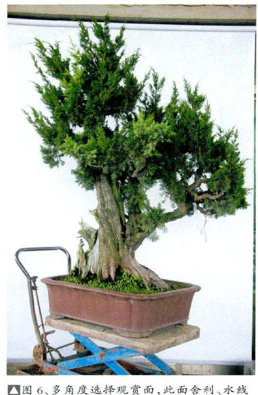 盆景多角度选择观赏面