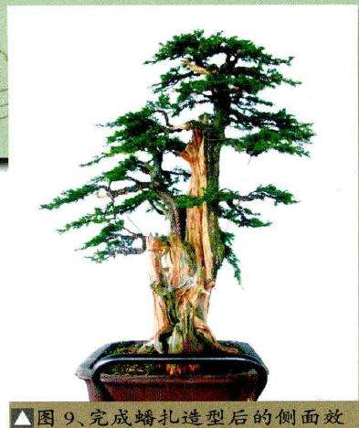 盆景完成蟠扎造型后的侧面效果图