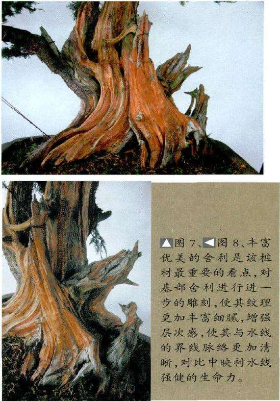 丰富优美的盆景舍利是该桩材最重要的看