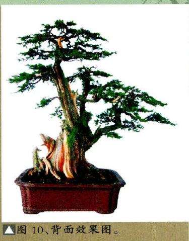 盆景背面效果图