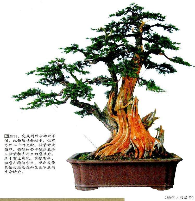 盆景完成制作后的效果图