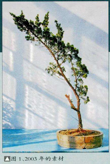 盆景素材为一株主干细瘦