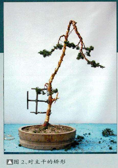 2003年盆景开始制作