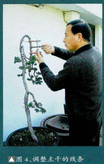 盆景以达到细微的弯曲