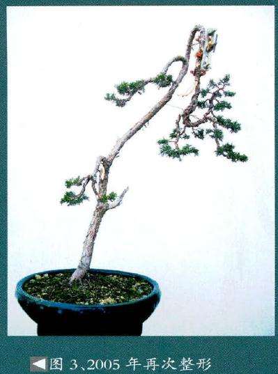 对盆景主干的造型