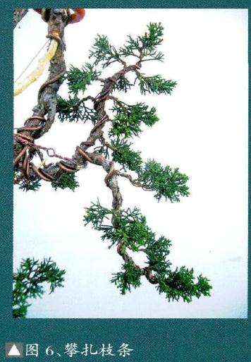 盆景用整形工具调整枝干时