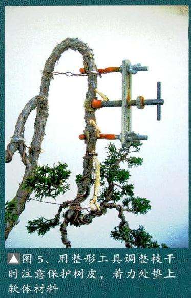 对盆景主干的造型