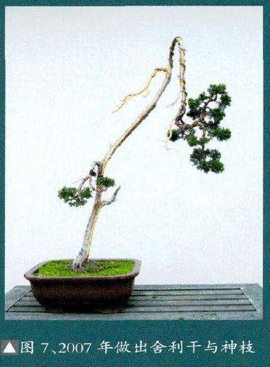 盆景做出神枝与舍利