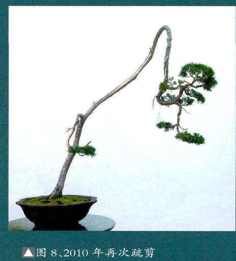 再次做盆景枝叶的疏剪