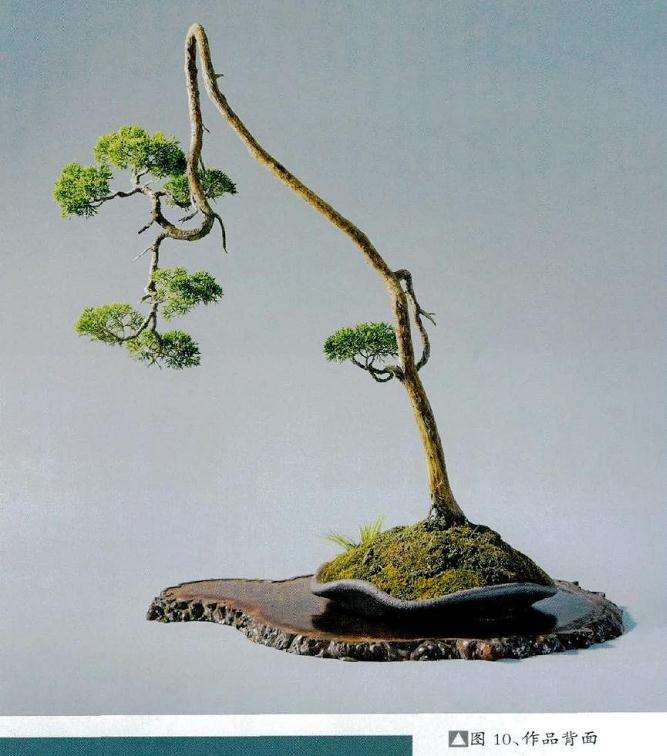 2014年换进不规则形浅口陶盆