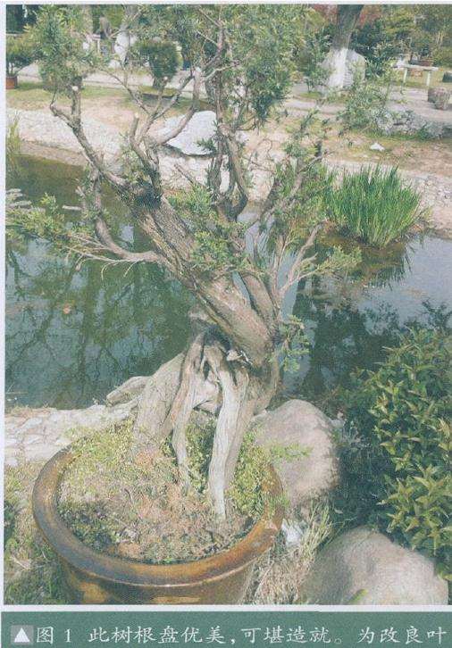 嫁接了优良的台湾真柏