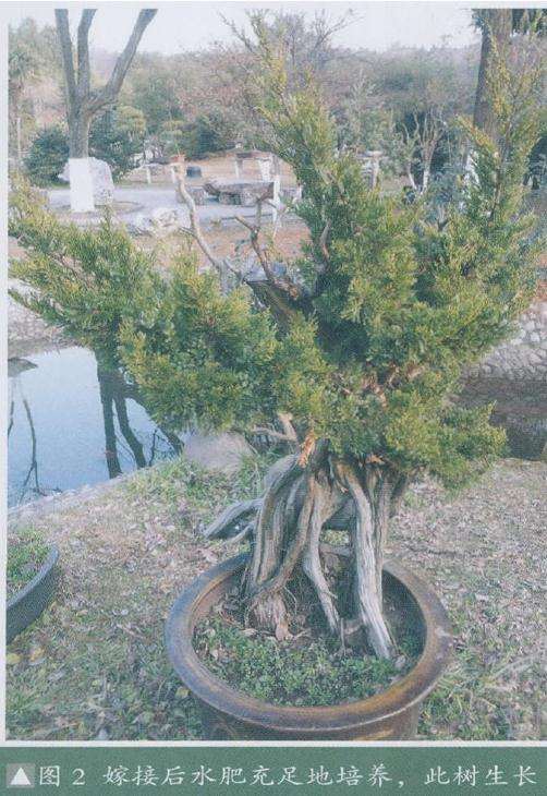 盆景嫁接后水肥充足地培养