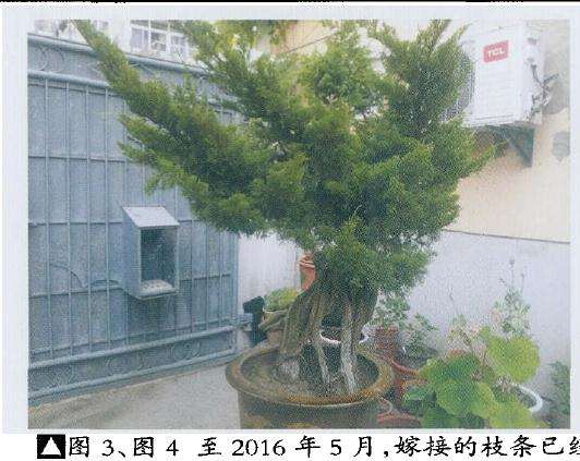 盆景嫁接的枝条已经长得壮实丰满