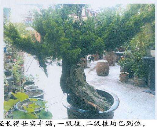 盆景嫁接的枝条已经长得壮实丰满