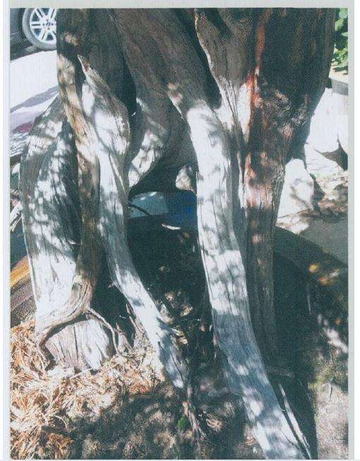 在盆景中制作舍利