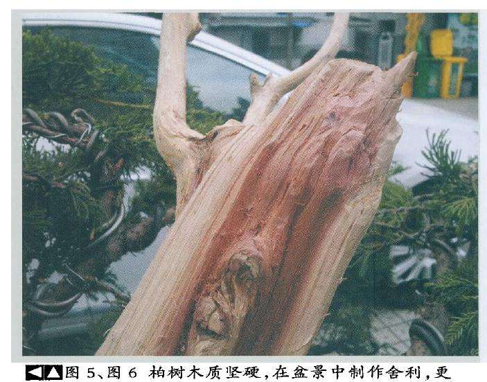 在盆景中制作舍利