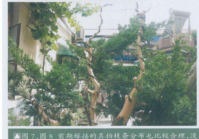 前期嫁接的真柏枝条