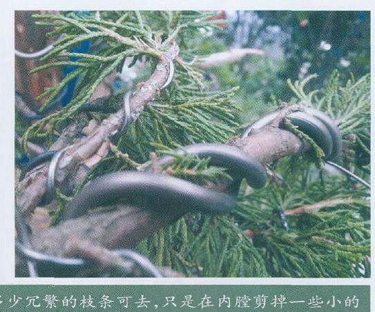 前期嫁接的真柏枝条