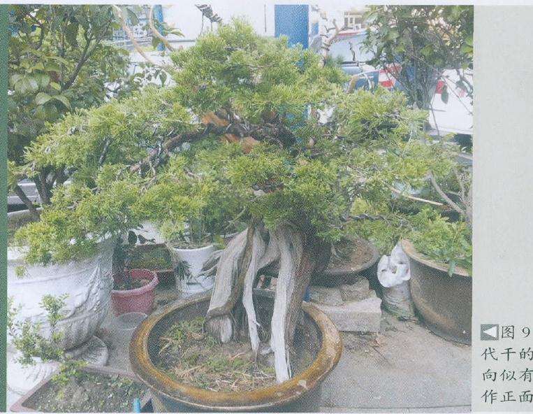 图解 朋友怎么制作真柏盆景的10个过程