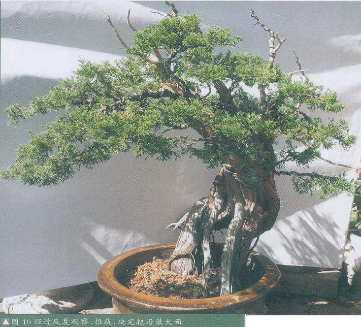 盆景并据此调整枝条的走向