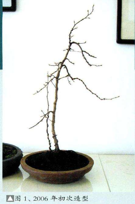 2006年盆景初次造型