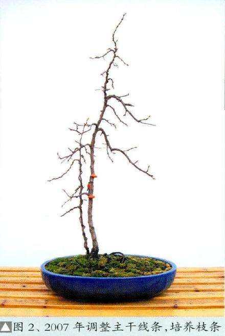 2007年盆景调整主干线条